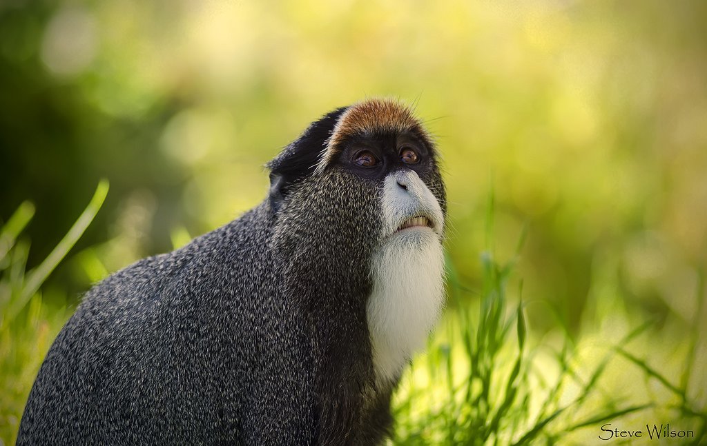 Saiwa Swamp National Park - CasoLodge Travels & Safaris LTD